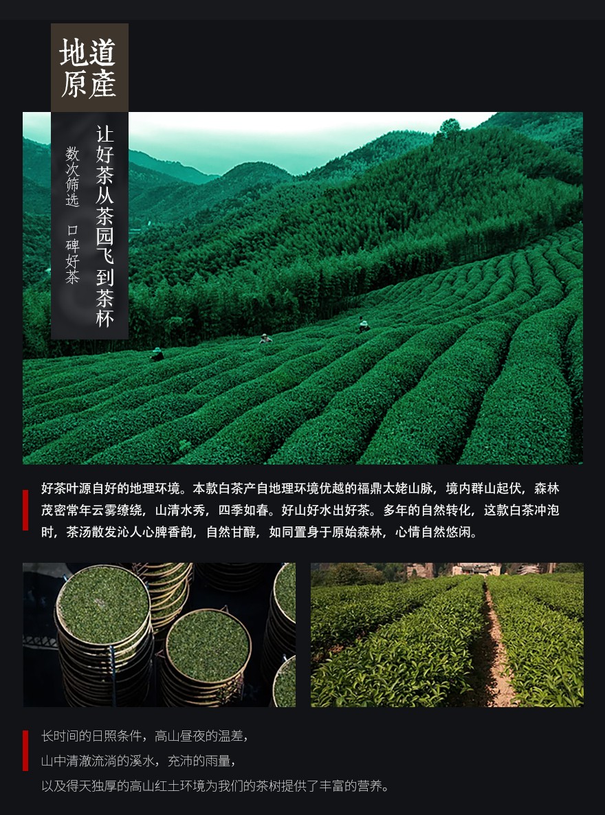 福鼎白茶 (12).jpg